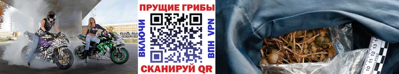 Псилоцибиновые грибы MAGIC MUSHROOMS  купить закладку  Тайшет 